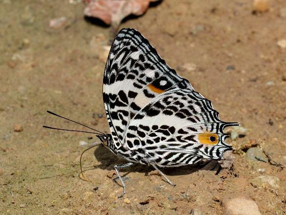 Leopard-spotted Beauty