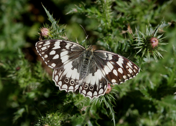 Balkan Marbled White