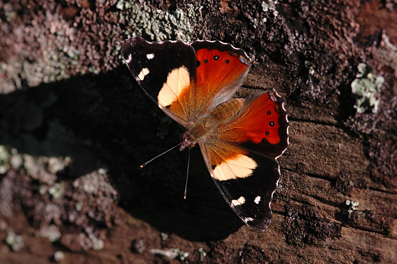 Yellow Admiral