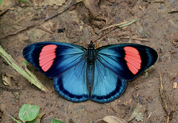 Batesia%20hypochlora%200854 001a - Learn Butterflies