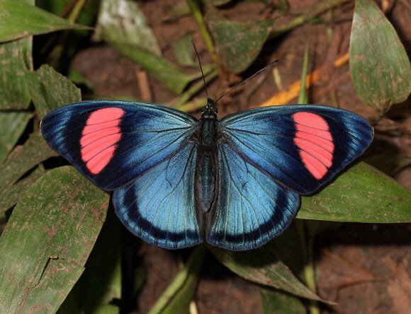 Batesia%20hypochlora%200858 001a - Learn Butterflies