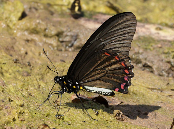 Belus Swallowtail