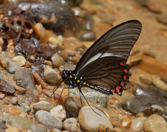 Crassus Swallowtail