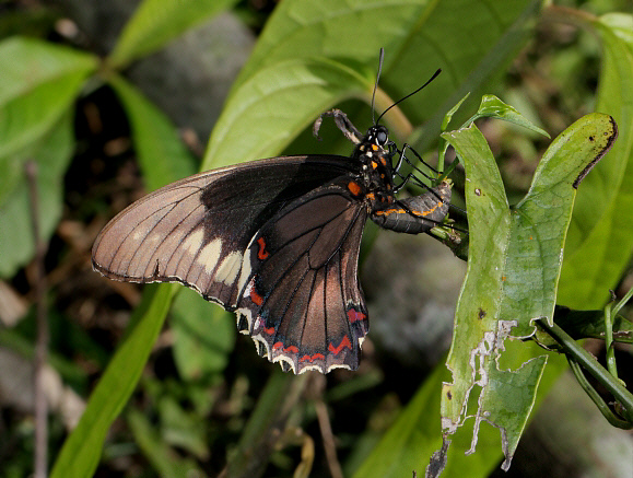 Polydamas Swallowtail