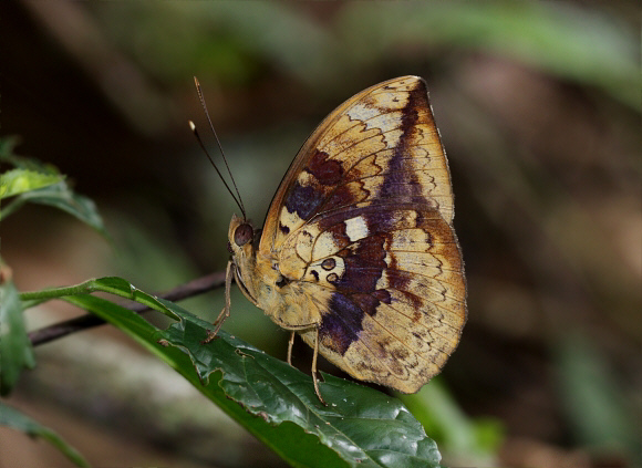 Bebearia barce, male, Bunso, Ghana – Adrian Hoskins