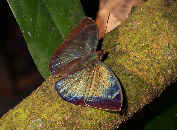 Bebearia barce, male, Bunso, Ghana – Adrian Hoskins