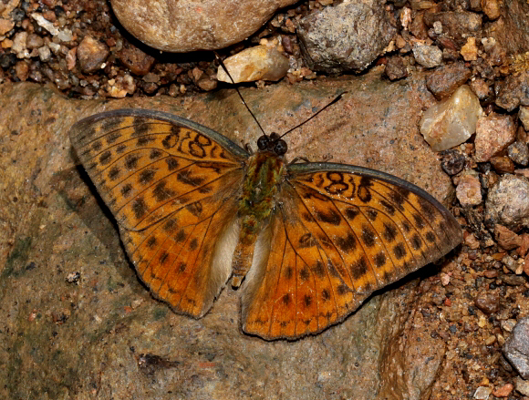 Bebearia mandinga male, Bunso, Ghana - Adrian Hoskins