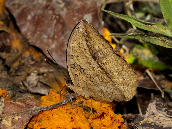 Bebearia mardania, Bunso, Ghana – Adrian Hoskins