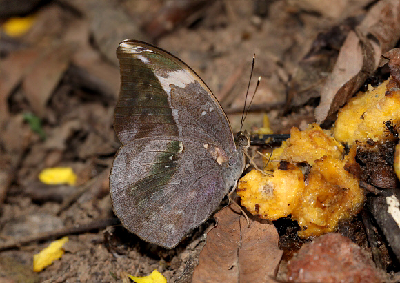 Bebearia sophus, Bobiri, Ghana – Adrian Hoskins