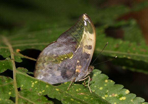 Bebearia sophus, Bobiri, Ghana – Adrian Hoskins