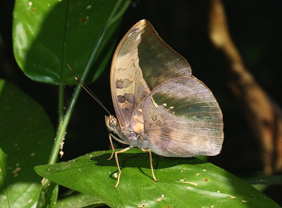 Bebearia sophus male, Bobiri, Ghana – Adrian Hoskins