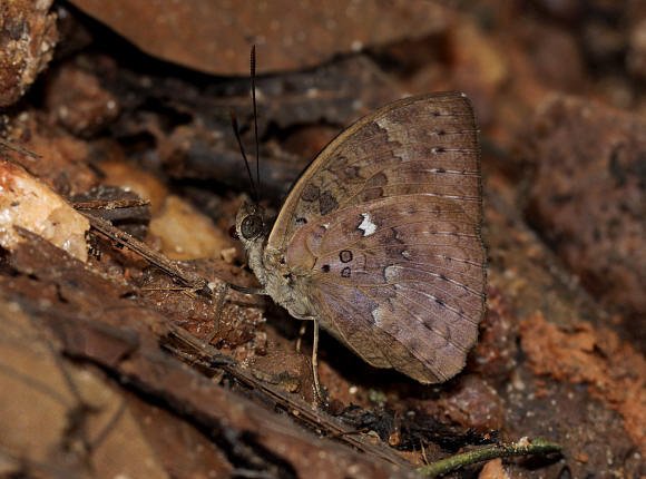 Bebearia tentyris Bobiri forest, Ghana