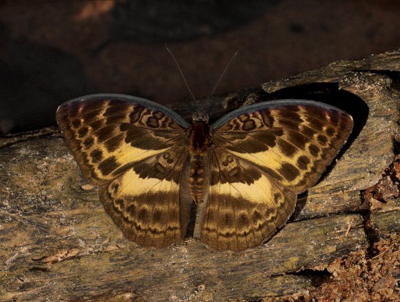 Bebearia tentyris, female, Bobiri forest, Ghana