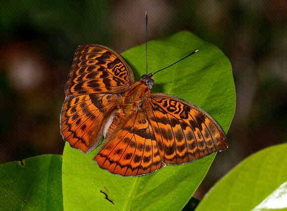 Banded Forester