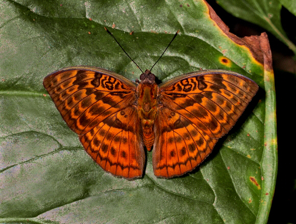 Bebearia oxione male, Bunso, Ghana - Adrian Hoskins