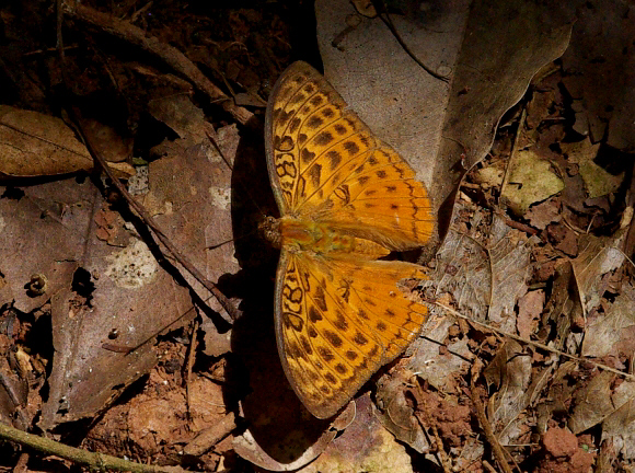 Light Brown Forester