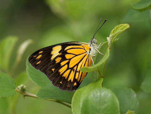 Belenois aurota taprobana, Weligaththa, Sri Lanka by Adrian Hoskins