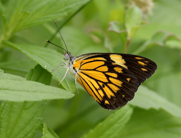 Belenois aurota taprobana, Weligaththa, Sri Lanka by Adrian Hoskins