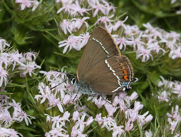 Blue-spot Hairstreak