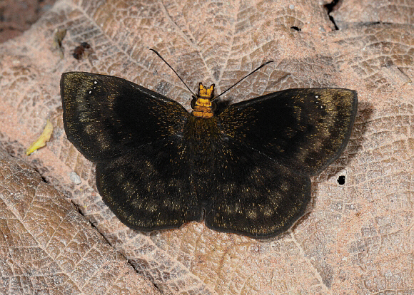 Golden-headed Sootywing