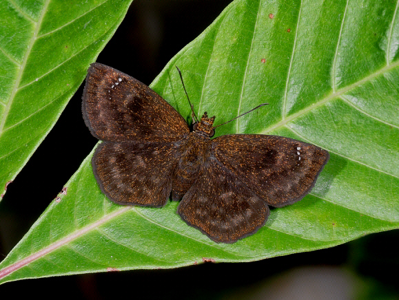 Gold-flecked Sootywing