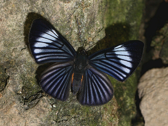 White-rayed Metalmark