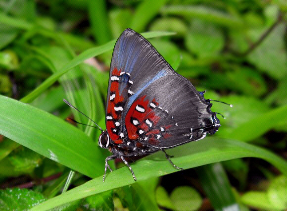 Large Slate Hairstreak