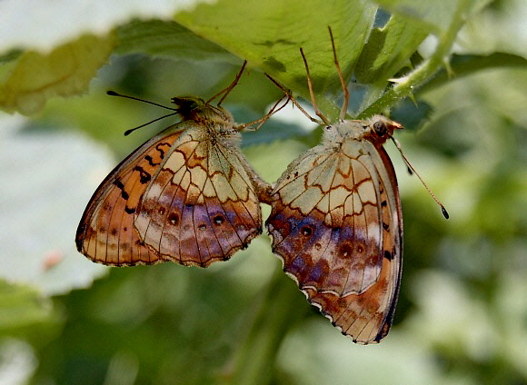 Marbled Fritillary