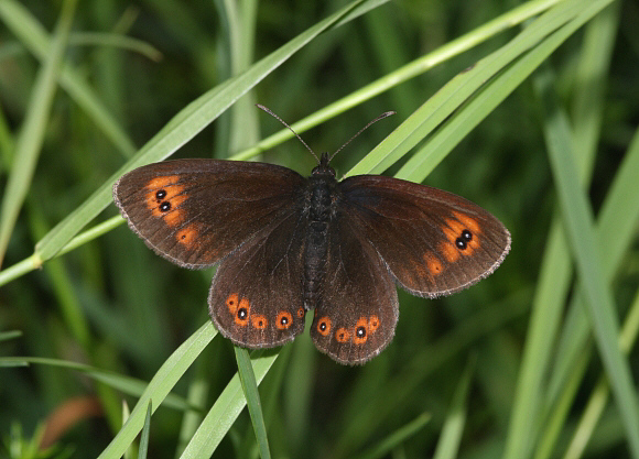 Bright-eyed Ringlet