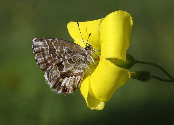 Geranium Bronze