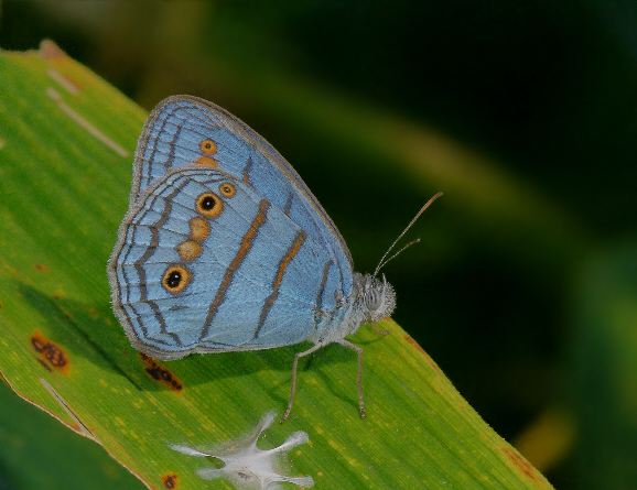 Helios Blue Ringlet