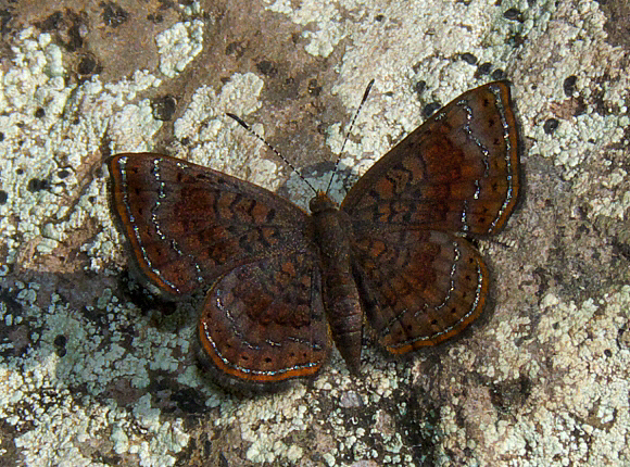 Aymaran Metalmark