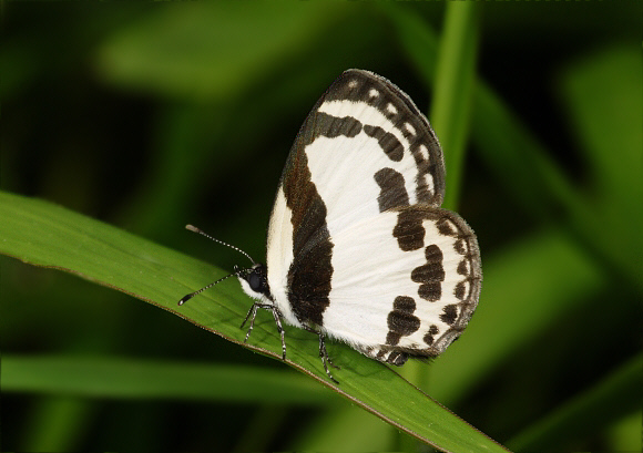 Straight Pierrot