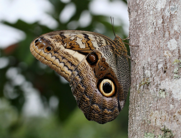 Oedipus Owl butterfly