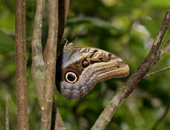 Oileus Owl butterfly