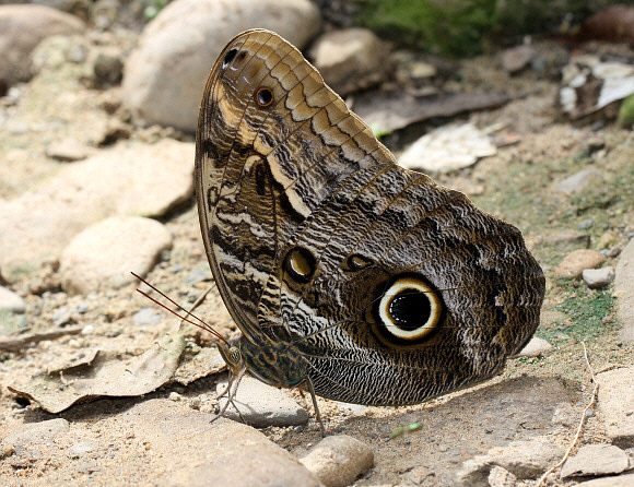 Caligo%20teucer%200162 001a - Learn Butterflies