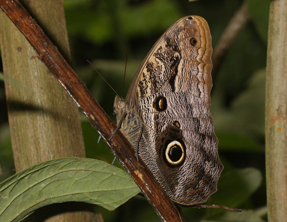 Caligo%20teucer%200394 001a - Learn Butterflies