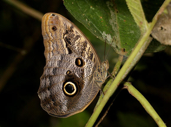 Teucer Owl butterfly