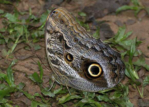 Caligo%20teucer%206301 001a - Learn Butterflies