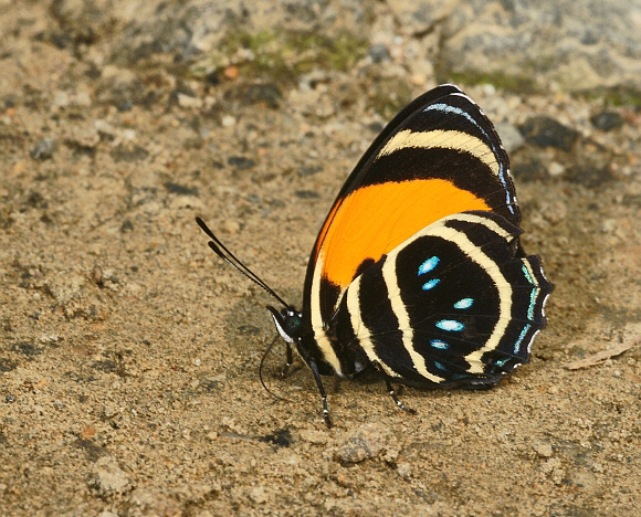 Callicore%20aegina%20aegina%20009a - Learn Butterflies