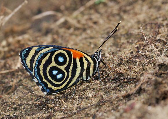 Callicore%20eunomia%201284 001b - Learn Butterflies