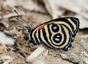 Callicore%20eunomia%20alani%203283 003c small - Learn Butterflies