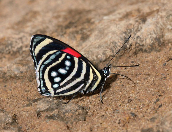 Callicore%20hesperis%200695 001a - Learn Butterflies