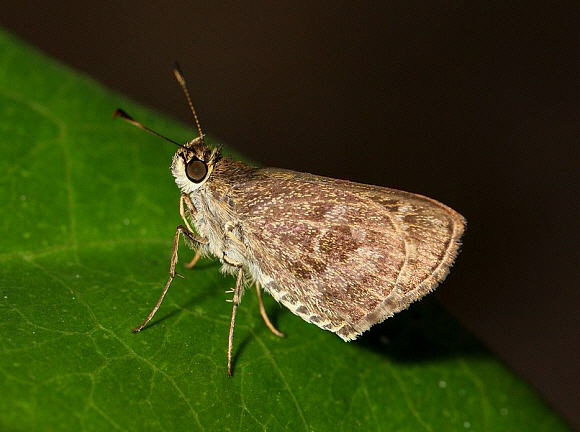 Corades Skipper