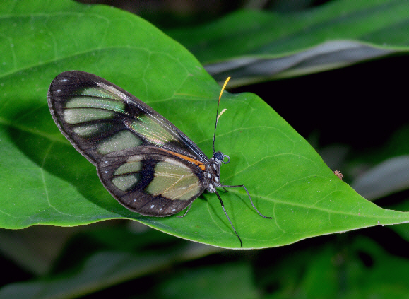 Lenea Clearwing