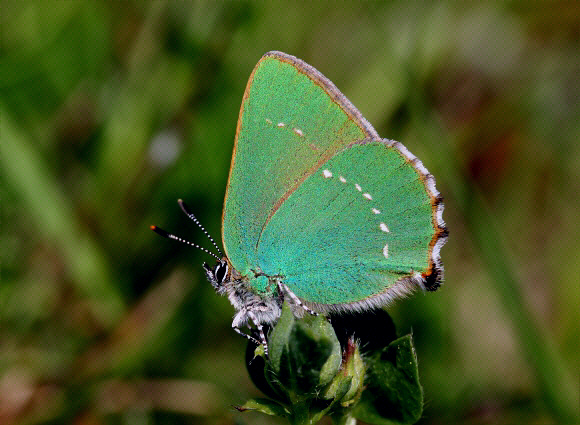 Callophrys%20rubi%209392 002a - Learn Butterflies