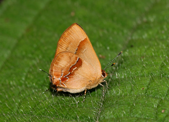 Shining Groundstreak