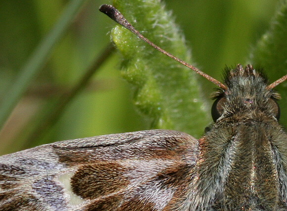 Carcharodus%20androconia%20fold%20PBJ001a - Learn Butterflies