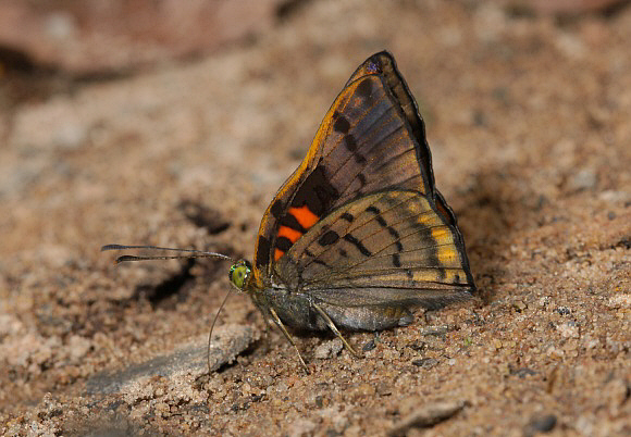 Fulvous-bordered Green Mantle