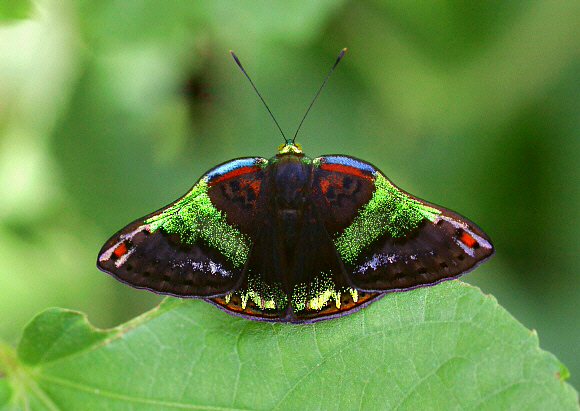 Caria%20trochilus%201133 001a - Learn Butterflies